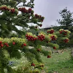 木屋 σπιτι στο βουνο *