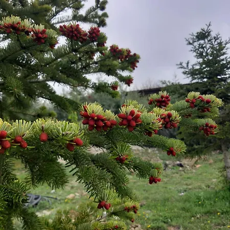 Chalet σπιτι στο βουνο *