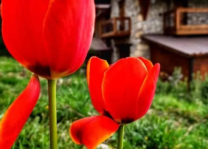 Alpstuga σπιτι στο βουνο Patras