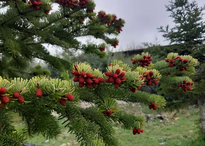 Alpstuga σπιτι στο βουνο *